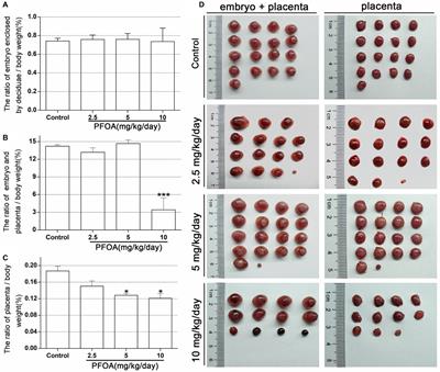 Gestational Perfluorooctanoic Acid Exposure Inhibits Placental Development by Dysregulation of Labyrinth Vessels and uNK Cells and Apoptosis in Mice